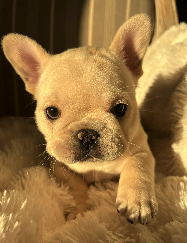 Lucy